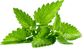 网络攻击软件